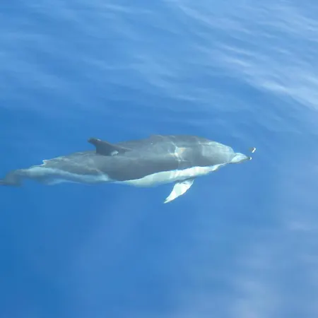 Madeira Native Motion Gasthuis Fajã da Ovelha